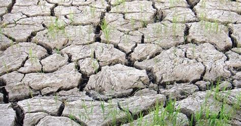 Mga apektado ng El Niño, mahigit 1.2 milyong indibidwal na — .